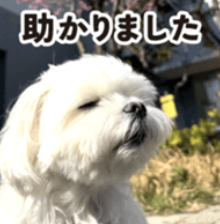 LINEスタンプ