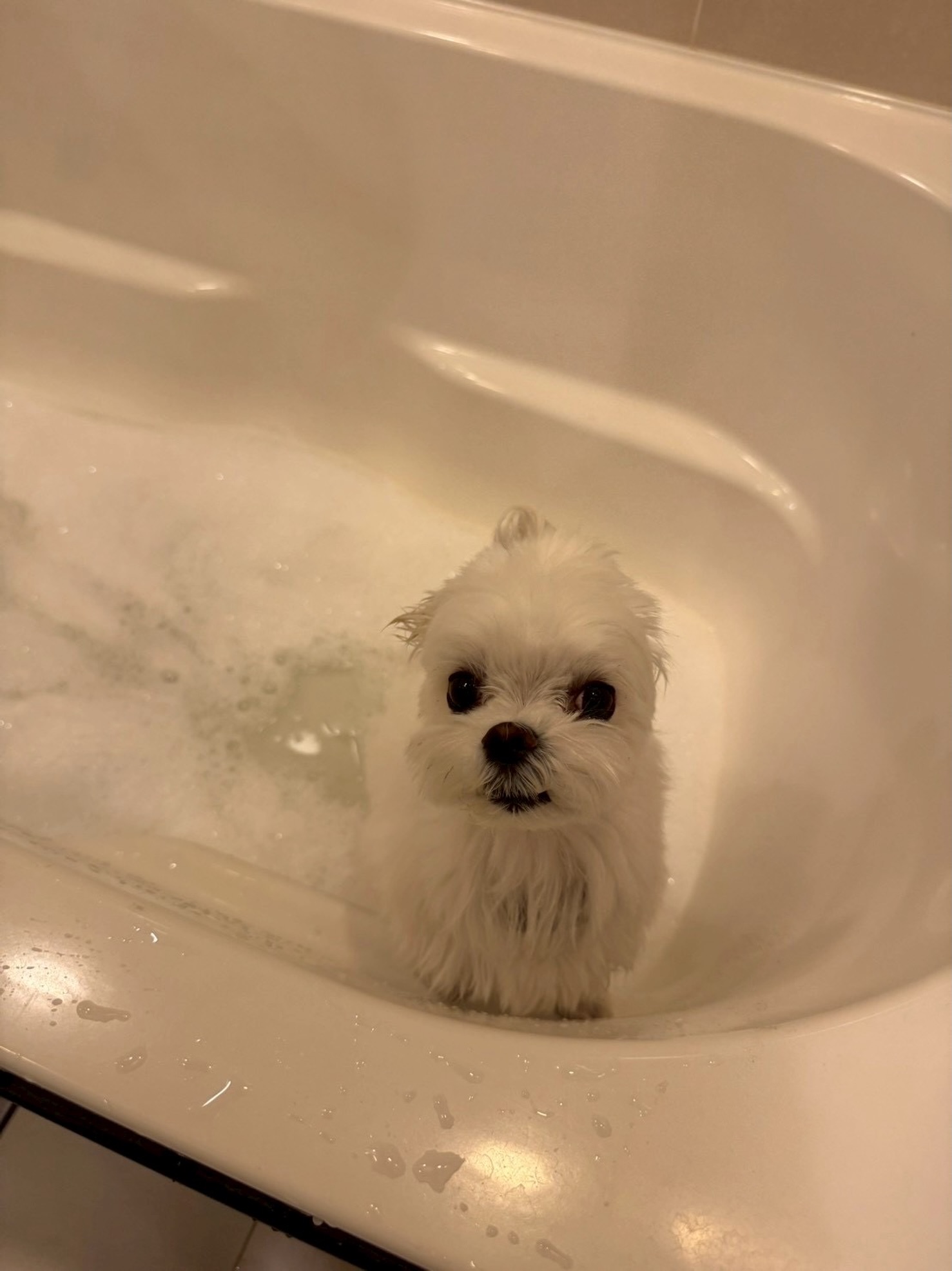 みやび